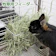 リーフ 牧草用フィーダー 1