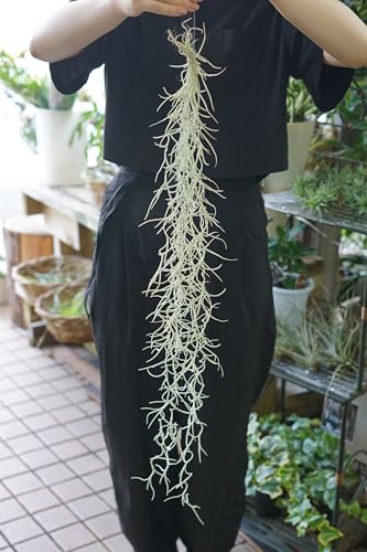 太葉ウスネオイデス 1