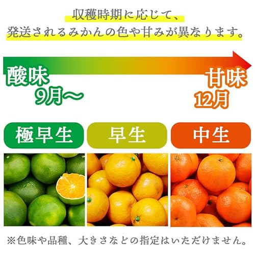 有田みかん 5