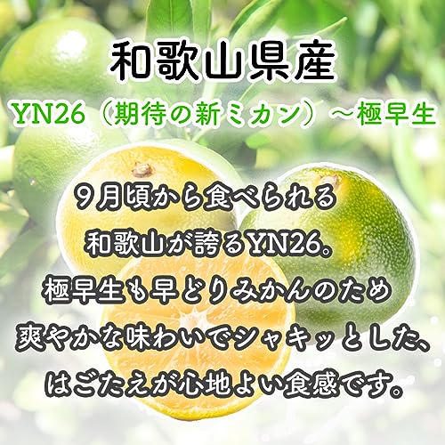 みかん YN26〜極早生 2