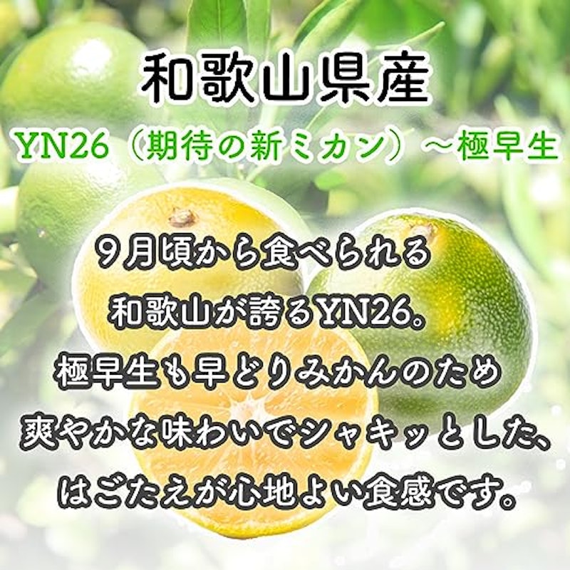 みかん YN26〜極早生 2