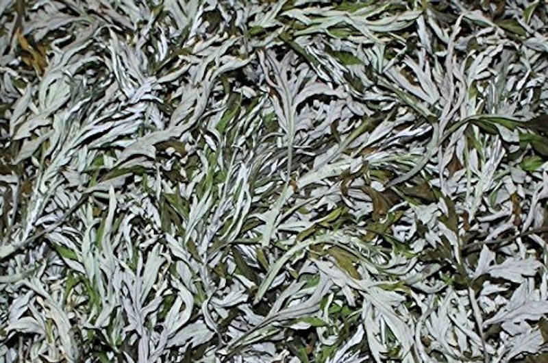よもぎ茶 1