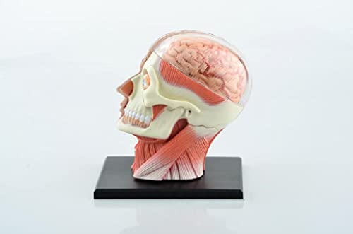 Lucky 教育モデル 模型 4D人間の頭 2