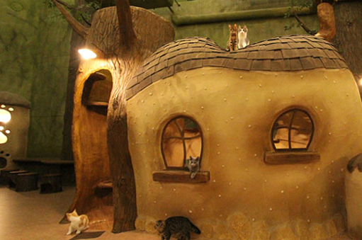 22年 猫カフェのおすすめ人気ランキング12選 Mybest