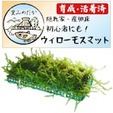 熱帯魚用水草のおすすめ人気ランキング【2026年6月】 3