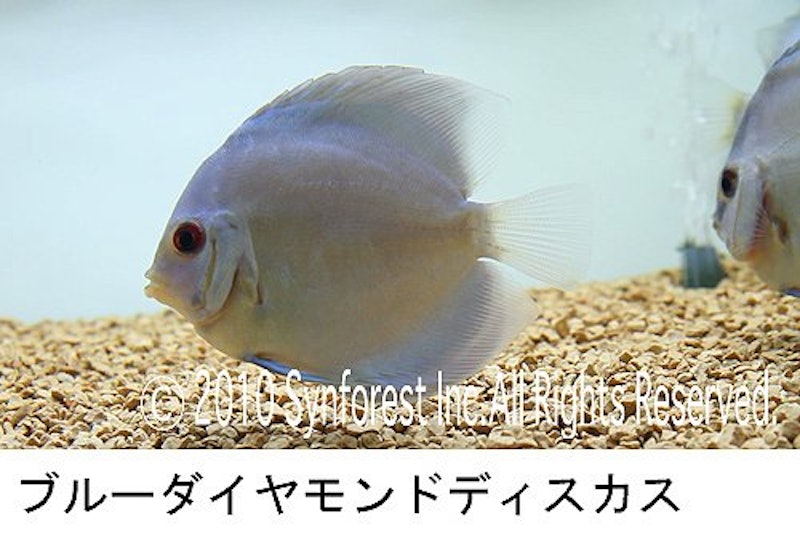 熱帯魚映像図鑑 バーチャル・アクアリウム 6
