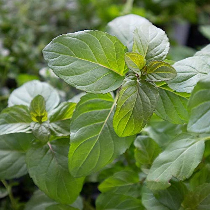 21年 ハーブ初心者向け苗のおすすめ人気ランキング10選 Mybest 21年 ハーブ初心者向け苗のおすすめ人気ランキング10選 Mybest