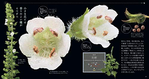 もっと美しき小さな雑草の花図鑑 5