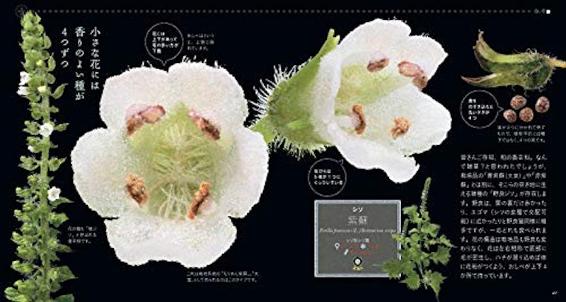 もっと美しき小さな雑草の花図鑑 5