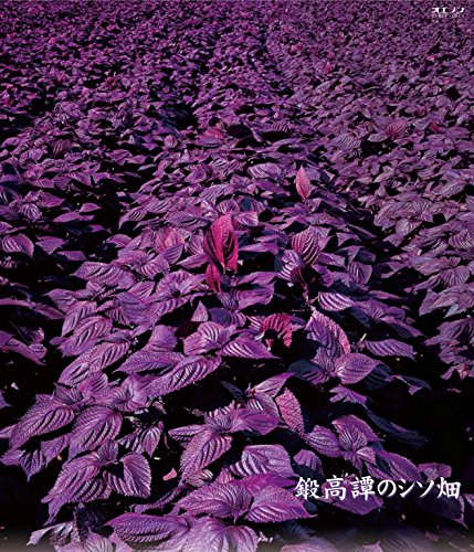 赤鍛高譚 2