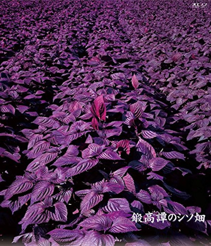 赤鍛高譚 2