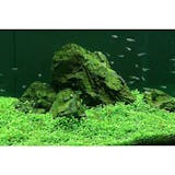 熱帯魚用水草のおすすめ人気ランキング【2026年6月】 4