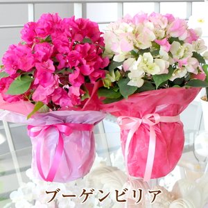 22年 プレゼント鉢植えのおすすめ人気ランキング34選 Mybest