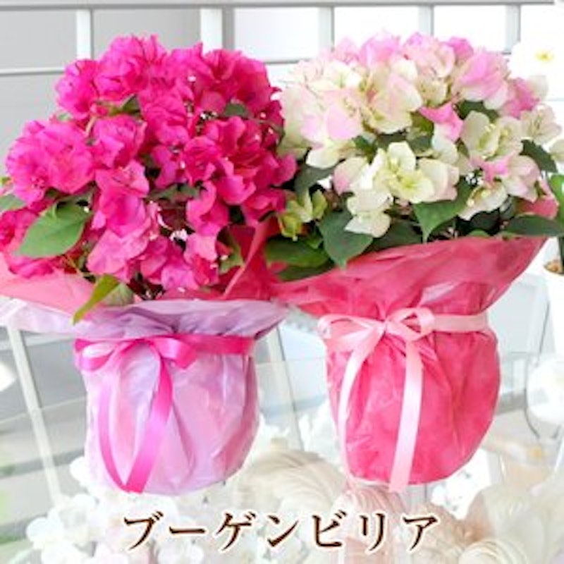 22年 プレゼント鉢植えのおすすめ人気ランキング34選 Mybest 22年 プレゼント鉢植えのおすすめ人気ランキング34選 Mybest