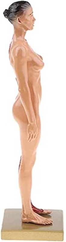 女性 人体筋肉模型 4