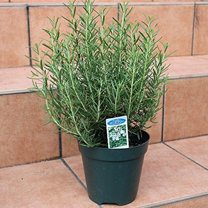 21年 虫除け用ハーブの鉢のおすすめ人気ランキング10選 Mybest 21年 虫除け用ハーブの鉢のおすすめ人気ランキング10選 Mybest