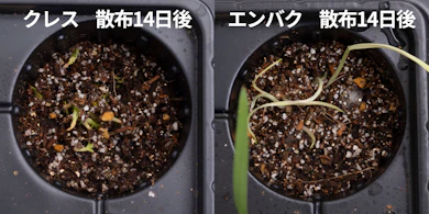発芽しにくさの検証では、新しく生えてきた芽はわずか