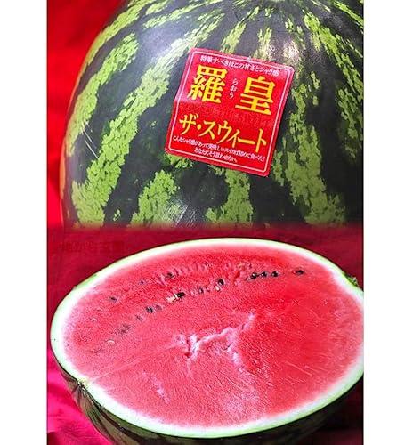 羅皇 完熟スイカ 1