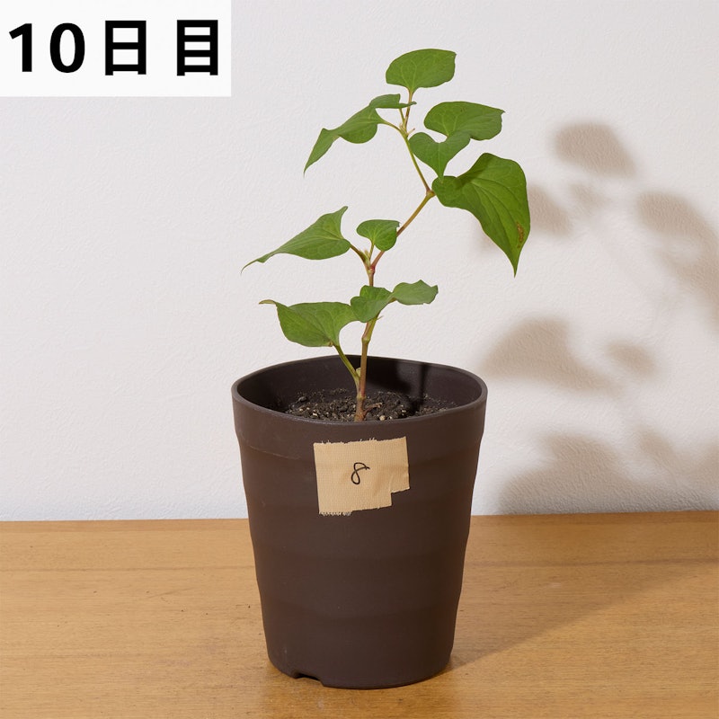 はやく効くお酢の除草剤 10