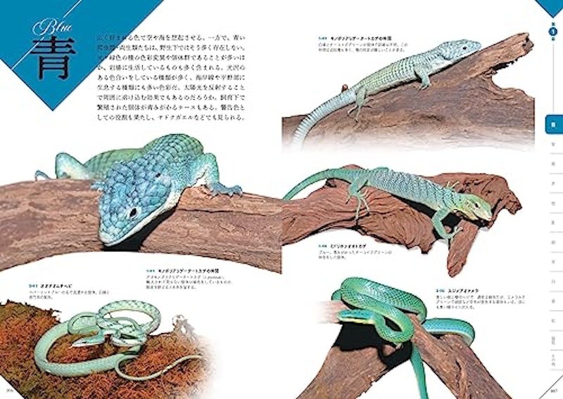 色彩別 爬虫類・両生類図鑑 3