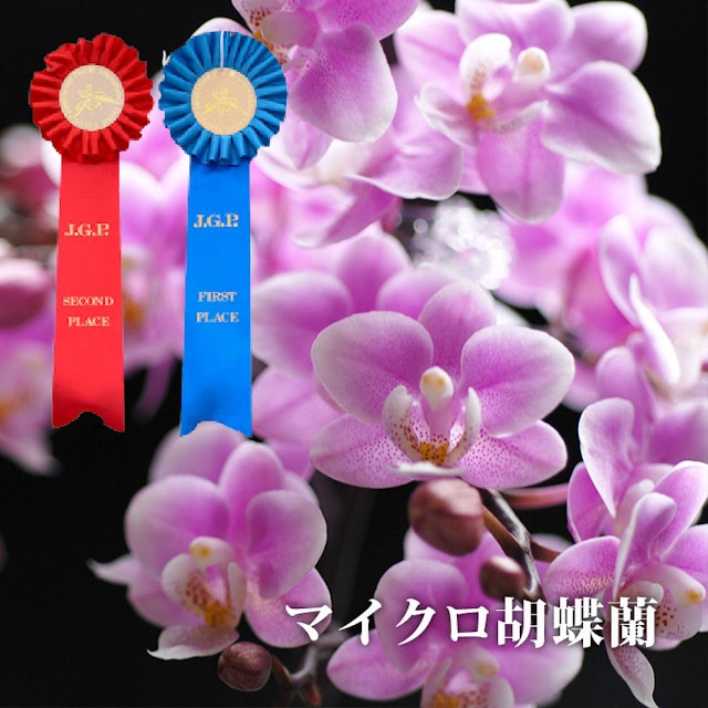 21年 母の日向けお花プレゼントのおすすめ人気ランキング選 Mybest 21年 母の日向けお花プレゼントのおすすめ人気ランキング選 Mybest