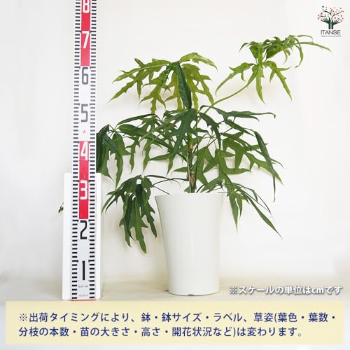 シェフレラ ノバ 2