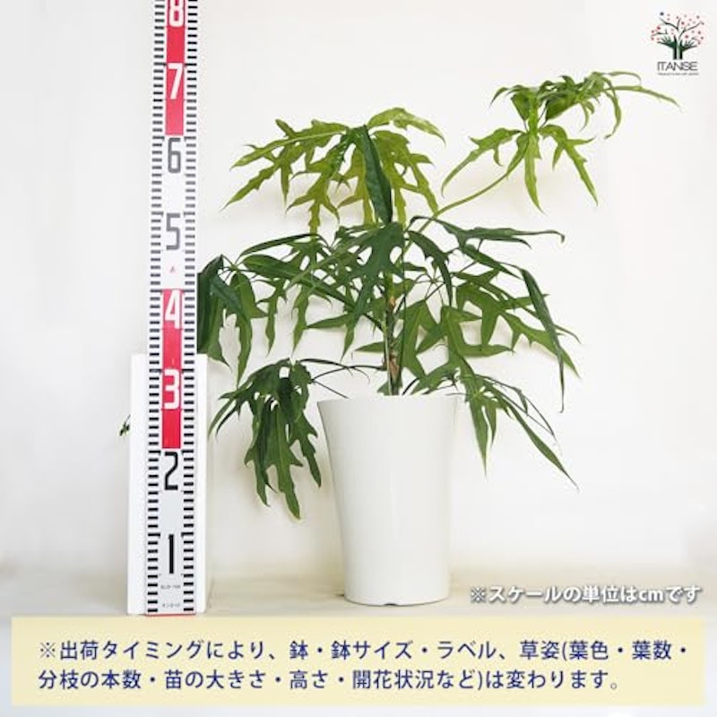 シェフレラ ノバ 2