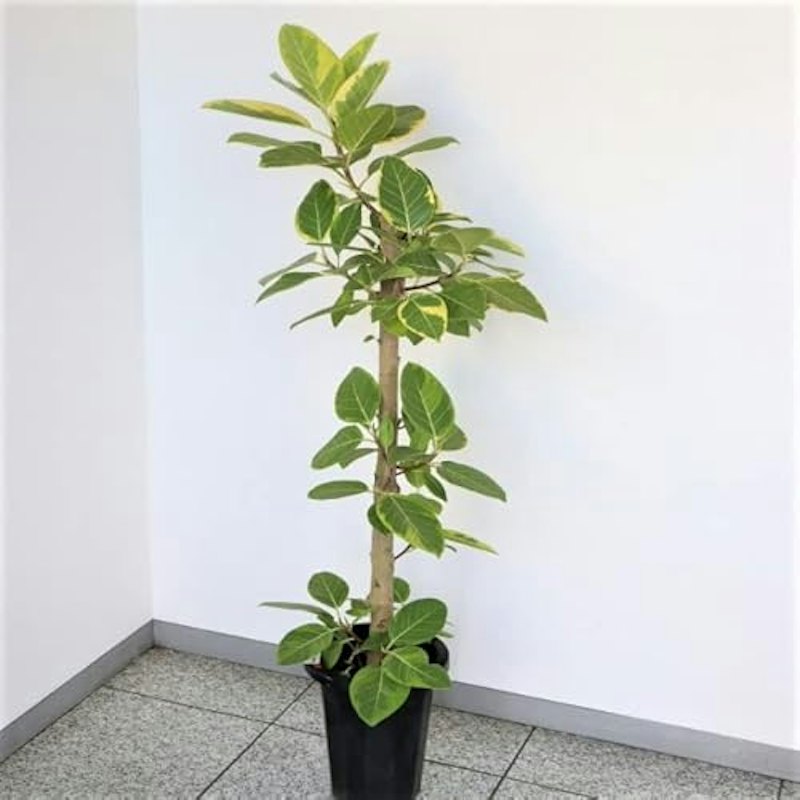 観葉植物 フィカス アルテシマ ストレート 8号鉢 1