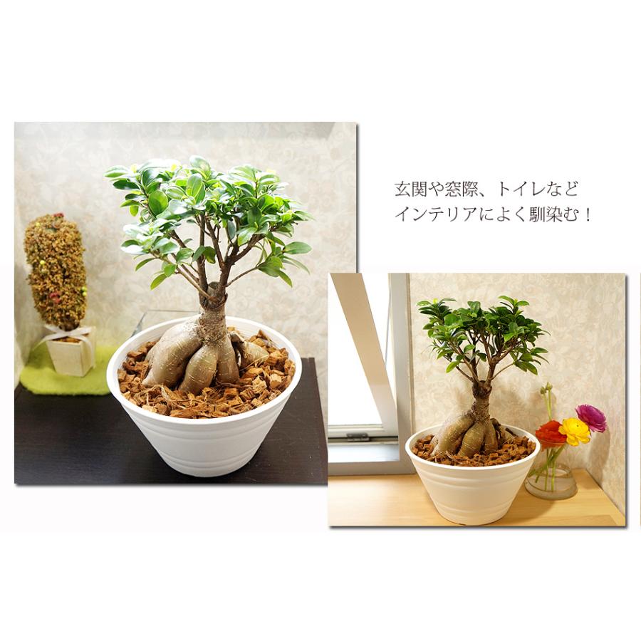 ガジュマル 3