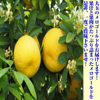 大玉 メロゴールド 3