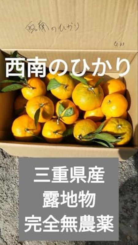 みかん 西南のひかり 1