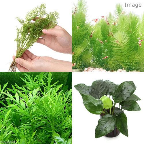 グッピー用水草セット 1