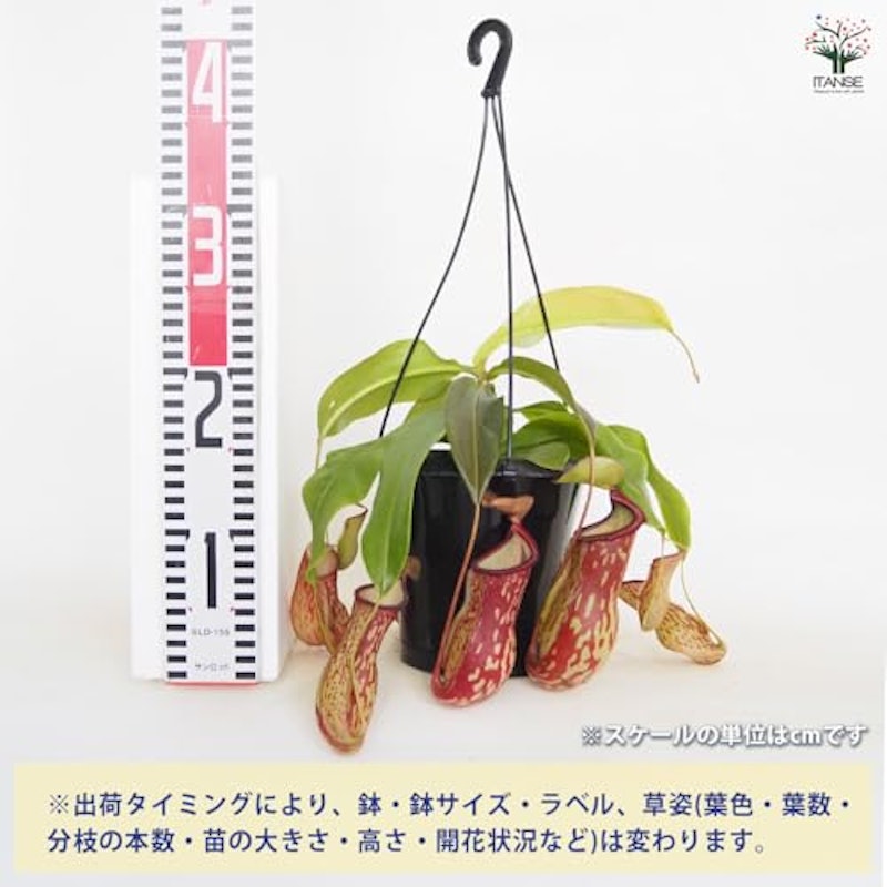 食虫植物 ネペンテス ガヤ 3