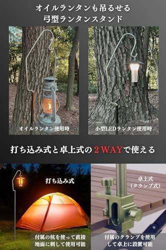 な様用ベイチー ベイチーワイルドオーストラリア (P. veitchii wild australia