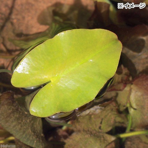 サイコクヒメコウホネ 1