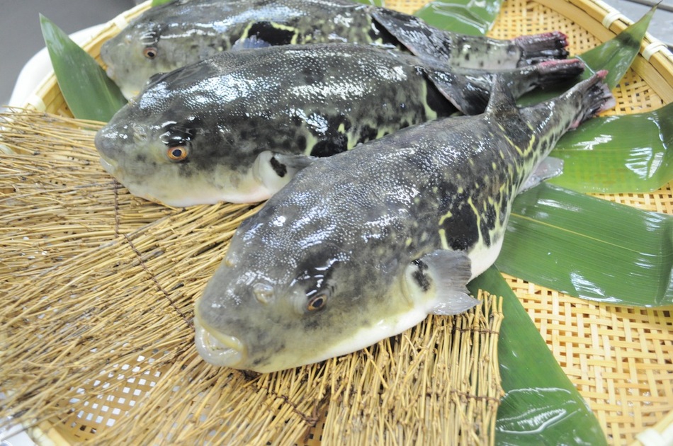 地場鮮魚 小枡園 7
