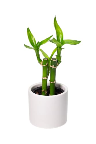 多肉植物のおすすめ人気ランキング【2026年9月】 5