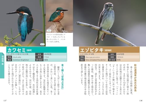 散歩や旅先で出会う野鳥図鑑 2