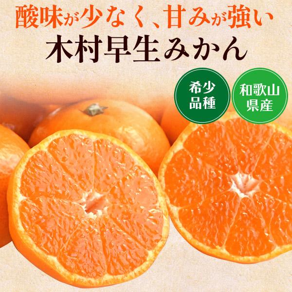 木村早生みかん 2