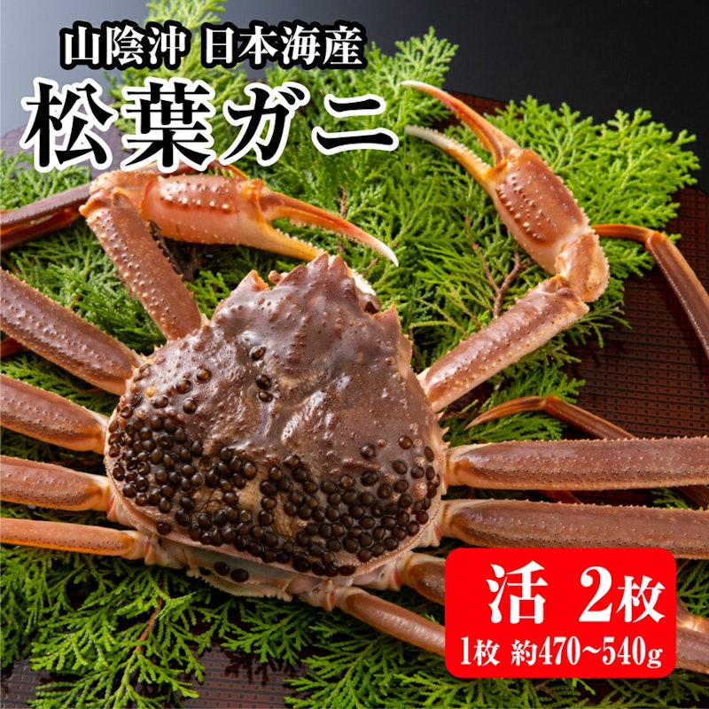 山陰沖日本海産 松葉ガニ 1