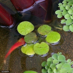 ビオトープにおすすめの水草人気ランキング15選 Mybest ビオトープにおすすめの水草人気ランキング15選 Mybest