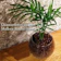 euro plants studio テーブルヤシ 1