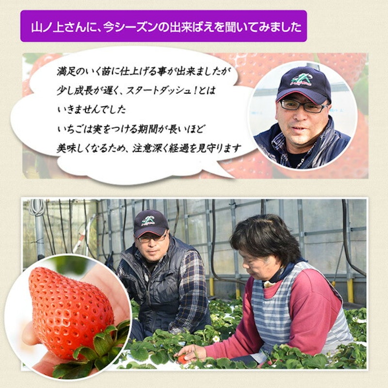 宮崎産高級いちご「おおきみ」超特大9粒 11
