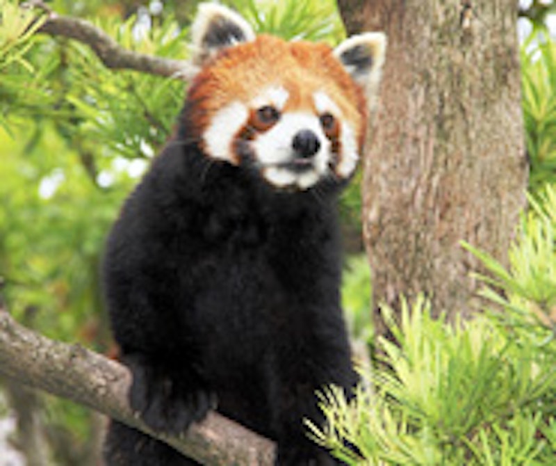 東京都立大島公園動物園 2