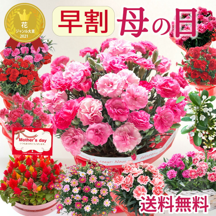選べる花鉢 1