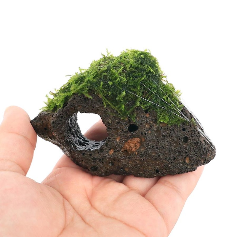 巻きたて ウィローモスナロー 穴あき溶岩石 2