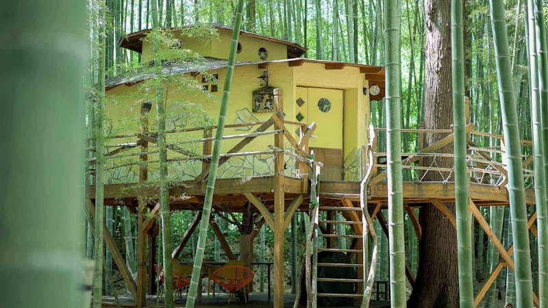 The Bamboo forest 7
