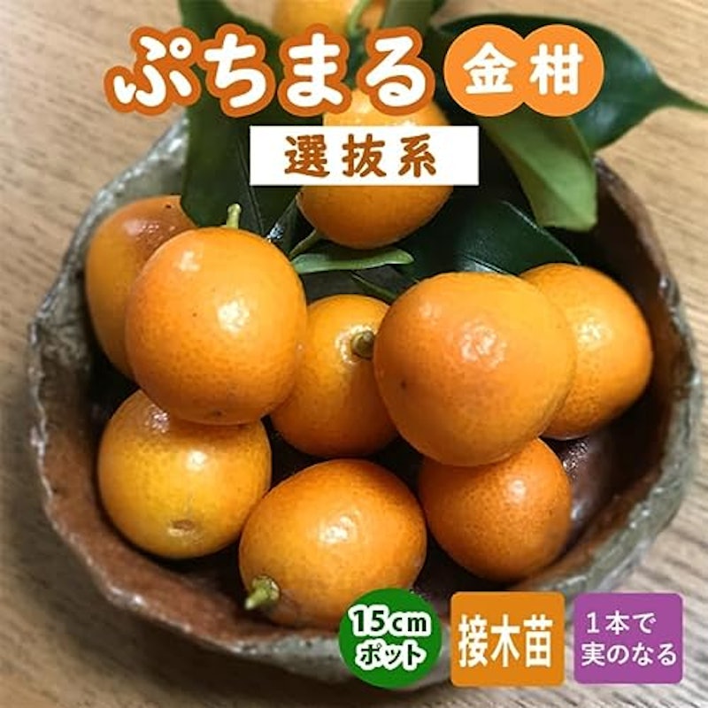 ぷちまる 金柑 2