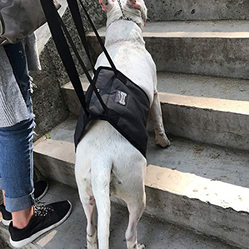 21年 犬用介護ハーネスのおすすめ人気ランキング15選 Mybest 21年 犬用介護ハーネスのおすすめ人気ランキング15選 Mybest
