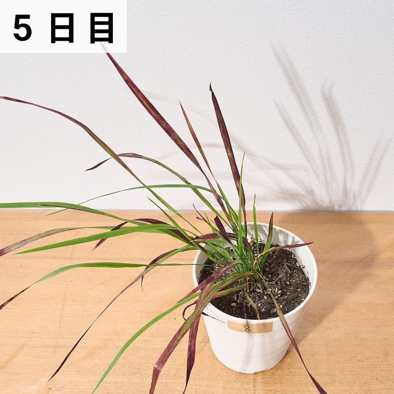 はやく効くお酢の除草剤 17